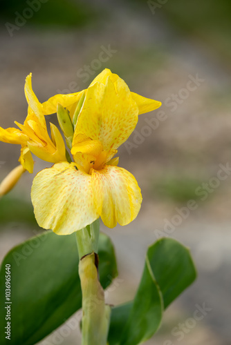 close-up of beautiful bright canna yellow king humbert