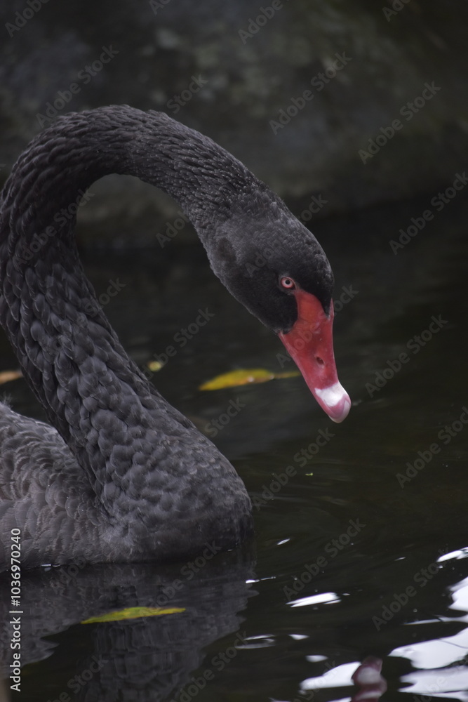 Fototapeta premium The black swan (Cygnus atratus) is a large waterbird, it is a large bird with The bill is bright red, with a pale bar and tip, legs and feet are greyish-black. A Black Swan singly swims on a lake.