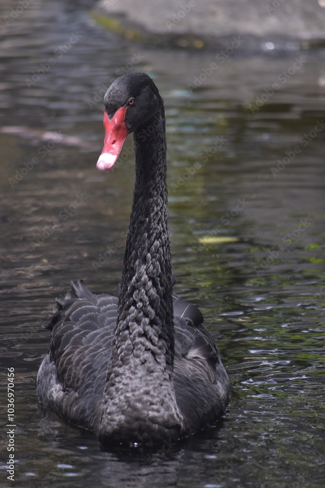 Fototapeta premium The black swan (Cygnus atratus) is a large waterbird, it is a large bird with The bill is bright red, with a pale bar and tip, legs and feet are greyish-black. A Black Swan singly swims on a lake.