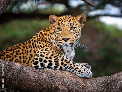 leopard on a branch