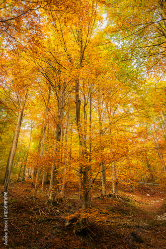 Autumn in Val Resia