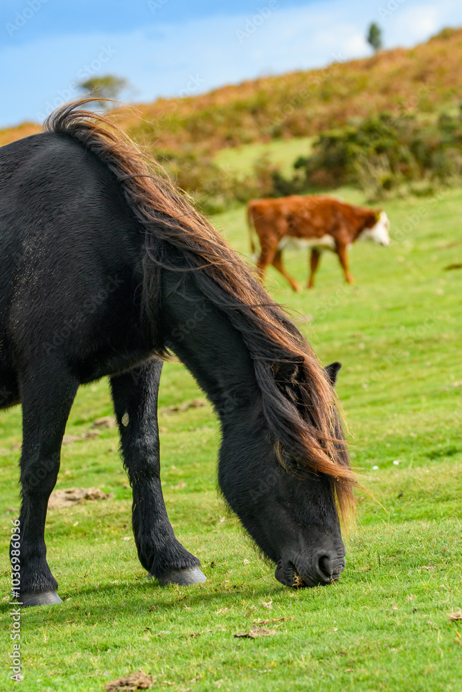 Fototapeta premium Dartmoor pony, of hardy breed, grazing on the national park moorland. This wild horse lives on the Devon heathland.