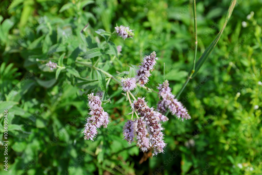 Blooming mint. Blooming wild mint in the High Tatras, Slovakia. Blooming mint. Blooming wild mint in the High Tatras, Slovakia.