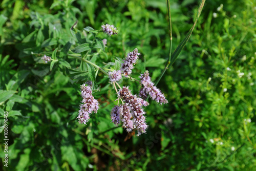 Blooming mint. Blooming wild mint in the High Tatras, Slovakia.  photo