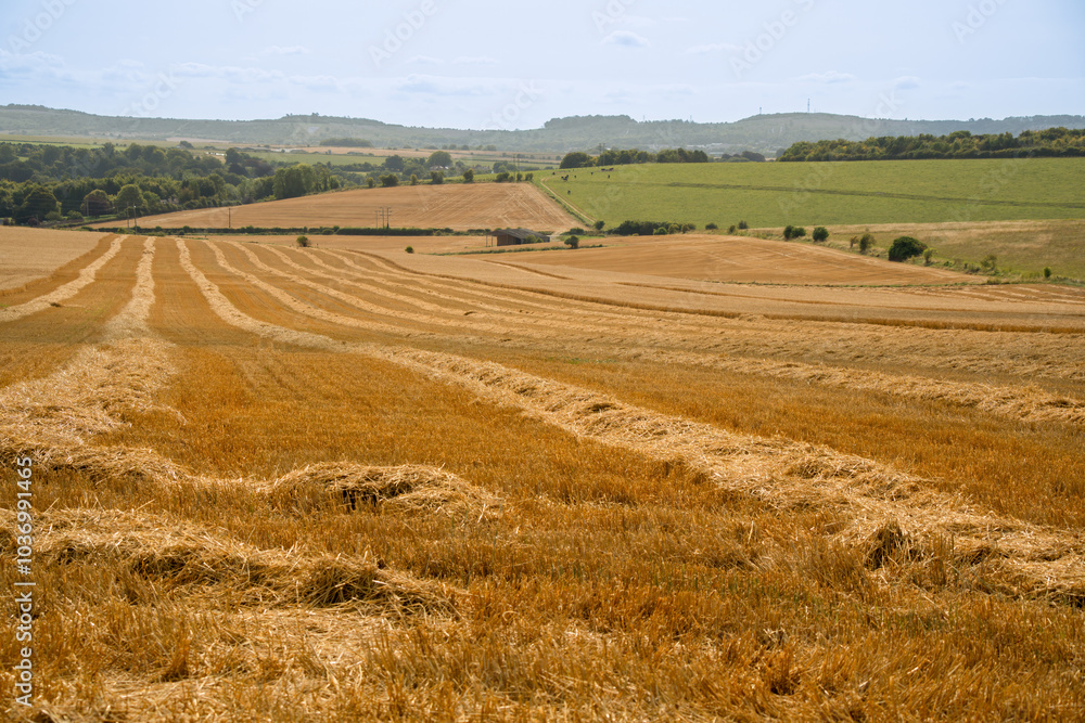 a hay field shines golden in summer sunshine, hay harvesting underway a hay field shines golden in summer sunshine, hay harvesting underway