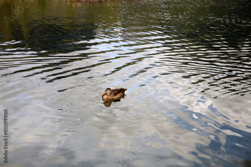 Ducks in the High Tatras. Ducks on Strbske pleso in High Tatras, Slovakia. 