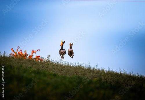 Fototapeta Naklejka Na Ścianę i Meble -  Sarna mama z małą na łące  hop ucieczka