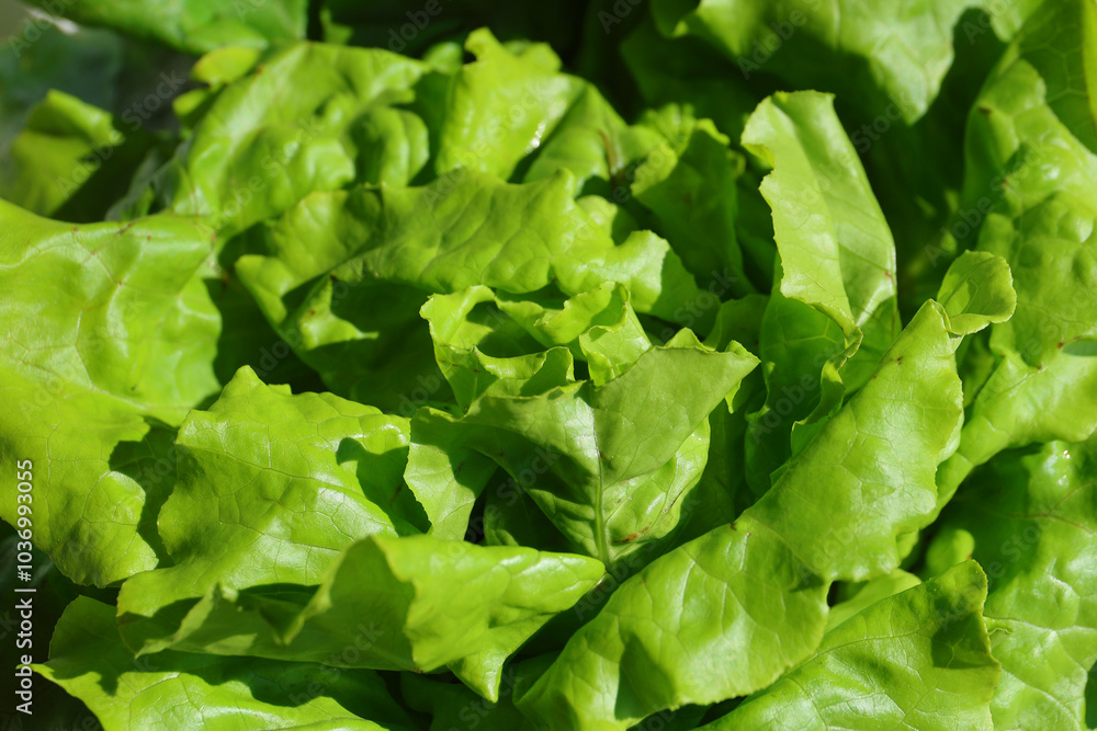 Fresh lettuce. Fresh salad full of vitamins from the farm. Fresh lettuce. Fresh salad full of vitamins from the farm.