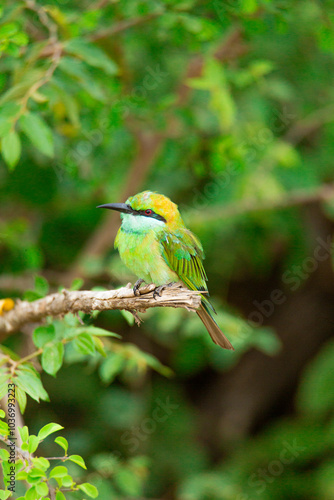 green bee eater