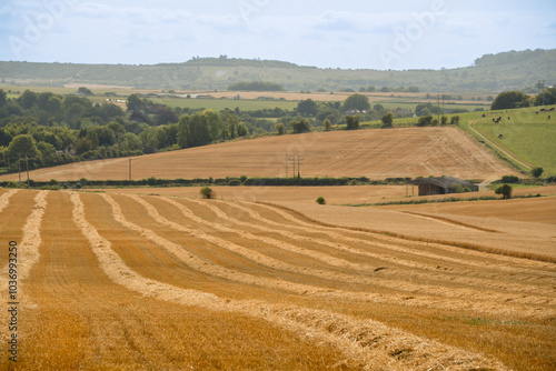 a hay field shines golden in summer sunshine, hay harvesting underway