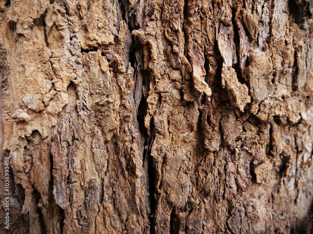 Rough textured tree bark close-up detail Rough textured tree bark close-up detail