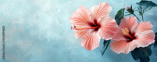 Two pink hibiscus flowers with green leaves on a blue background.