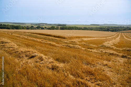 a hay field shines golden in summer sunshine, hay harvesting underway