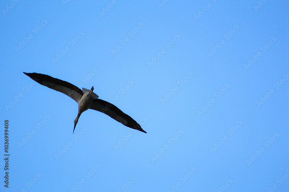 bird in flight bird in flight