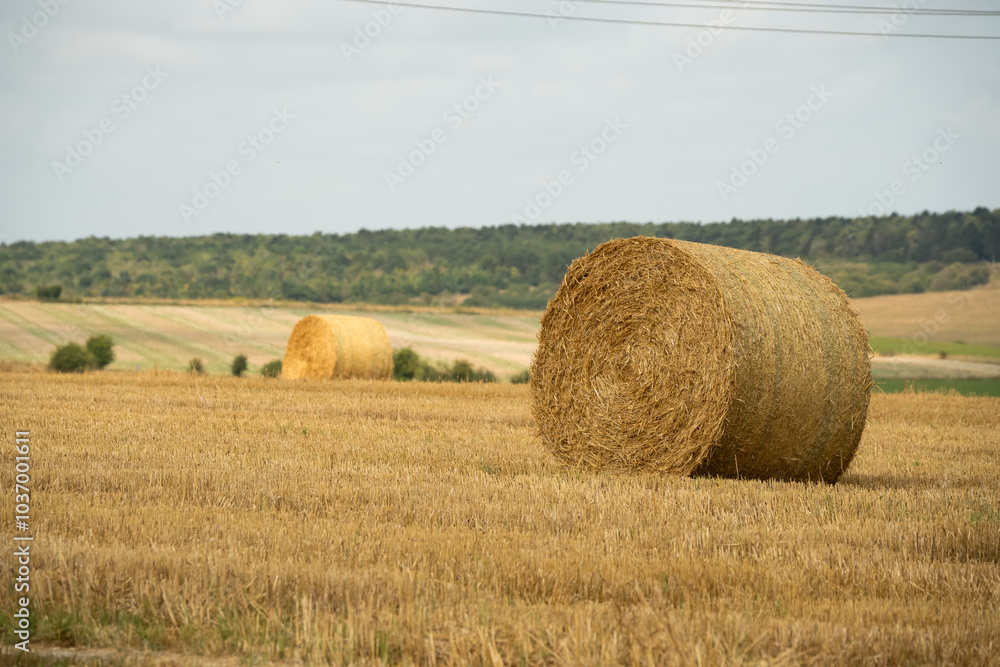 Round hay bales wrapped in twine in a golden field Round hay bales wrapped in twine in a golden field