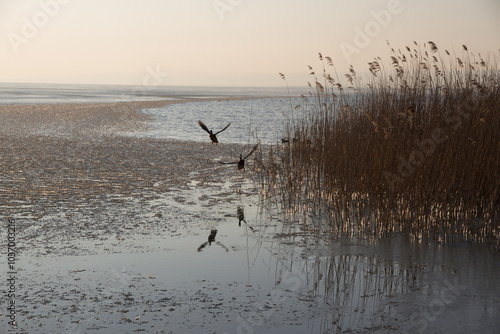 Winter view of lake Neusiedl, natural aqua scenery in Austria's Burgenland, february afternoon