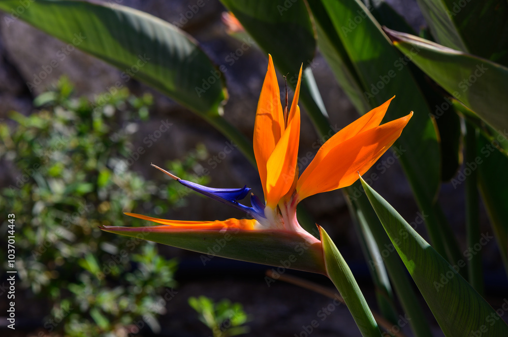 Vibrant bird of paradise flower blooms amidst lush greenery in a sunlit garden setting Vibrant bird of paradise flower blooms amidst lush greenery in a sunlit garden setting