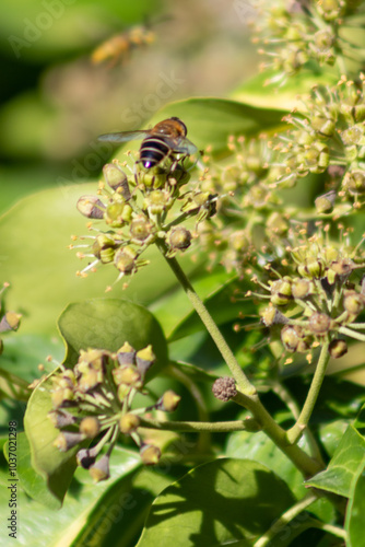 Macro de abeja en plena polinización sobre hiedra photo