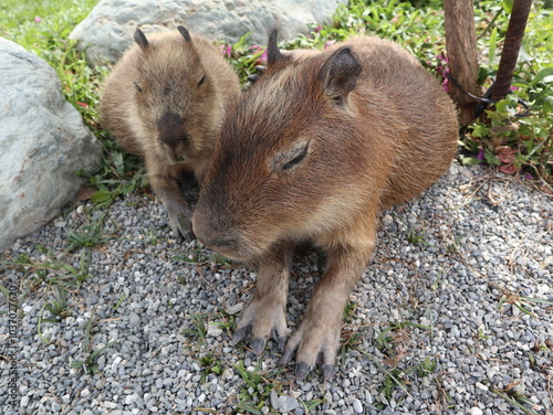 baby capybaras sleeping together to get warm and safety