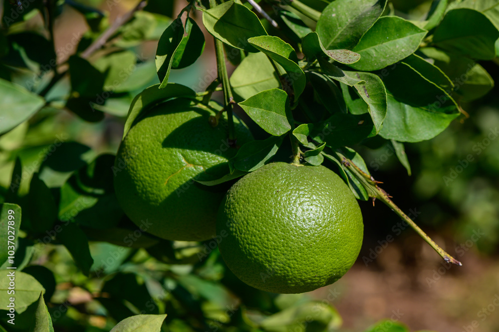 Fresh green oranges hanging on a vibrant tree branch under warm sunlight in a lush garden Fresh green oranges hanging on a vibrant tree branch under warm sunlight in a lush garden