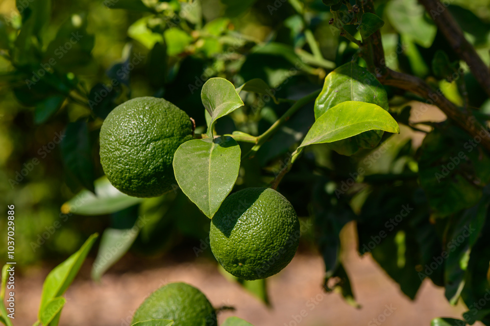 Lush green citrus grove reveals unripe mandarins nestled among vibrant green leaves under the warm sunlight Lush green citrus grove reveals unripe mandarins nestled among vibrant green leaves under the warm sunlight