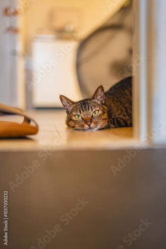 こちらを見ている猫