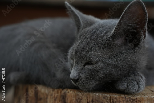 gray cat, resting peacefully on a wooden surface, is a companion to soldiers on the front lines. Pets like this provide comfort, emotional support, and a sense of normalcy amidst the hardships of war photo