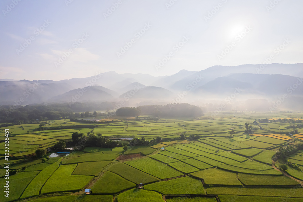 Fototapeta premium Beautiful aerial view natural of the agriculture in green and yellow rice field in rainy season for cultivation in Nan Province, Thailand.