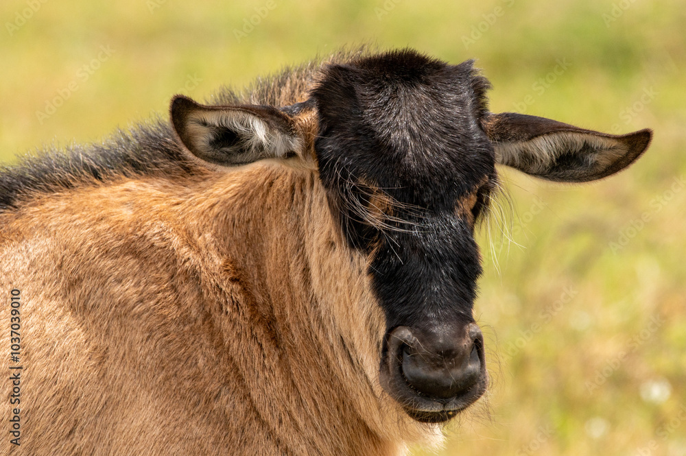 Baby gnu looking at us during the great migration
