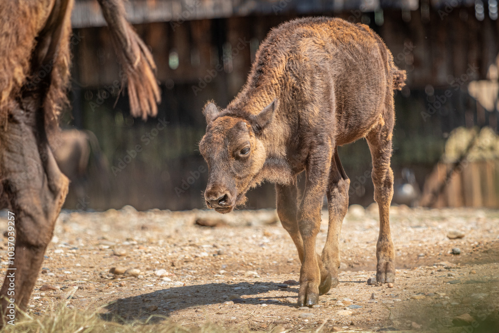 American bison, buffalo, young bison stepping forward, majestic stride, newborn calf, baby, 5 days old, educational photo, dynamic atmosphere, youth, baby ,newborn ,Bos bison ,cute, newborn ,beautiful American bison, buffalo, young bison stepping forward, majestic stride, newborn calf, baby, 5 days old, educational photo, dynamic atmosphere, youth, baby ,newborn ,Bos bison ,cute, newborn ,beautiful