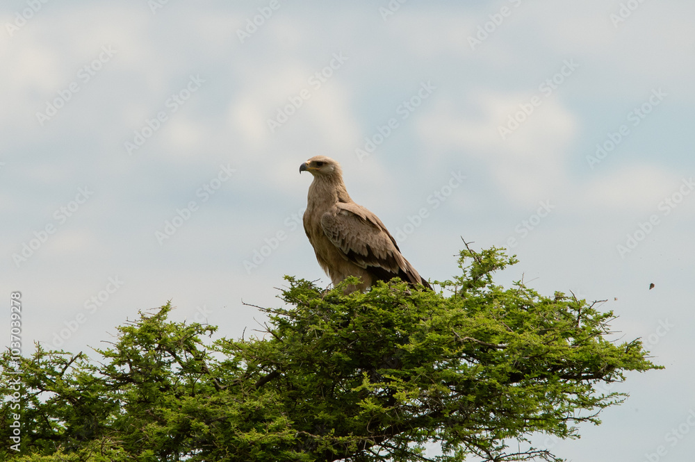 Golden eagle in the top of a tree in Ndutu Tanzania Golden eagle in the top of a tree in Ndutu Tanzania