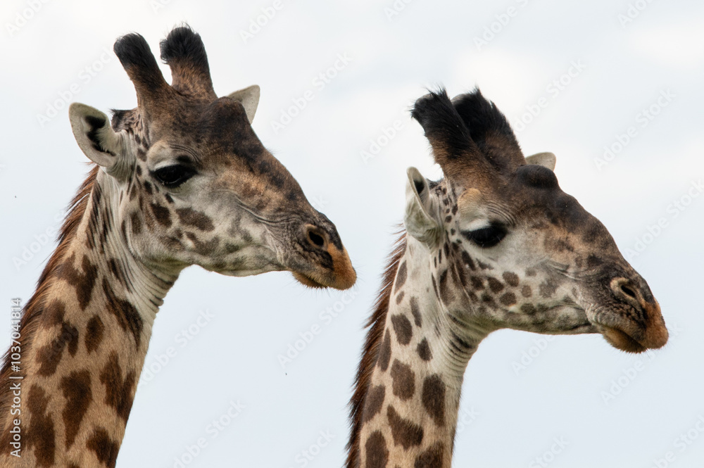 Obraz premium Closeup, portrait, of two giraffe