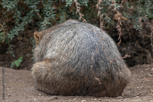 Wombat skin,VOMBATUS URSINUS- skin -sharp ,good texture 
 photo