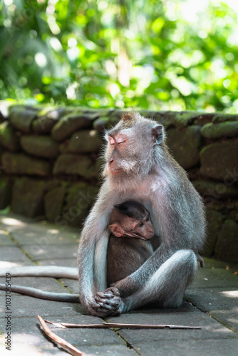 Monkeys in Bali photo