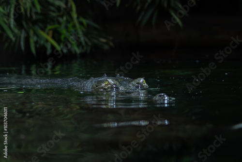 Gharial in water,Indian gharial,Gavialis gangeticus,