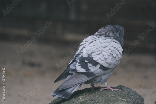 The rock dove, rock pigeon, or common pigeon (Columba livia) is a member of the bird family Columbidae.  Vogelpark Walsrode, Germany. photo