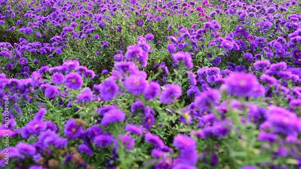 Chrysanthemums and Gesang flowers sway in the wind Chrysanthemums and Gesang flowers sway in the wind