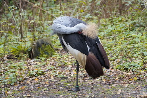 The black crowned crane (Balearica pavonina) is a bird in the crane family Gruidae. Vogelpark Walsrode, Germany. photo