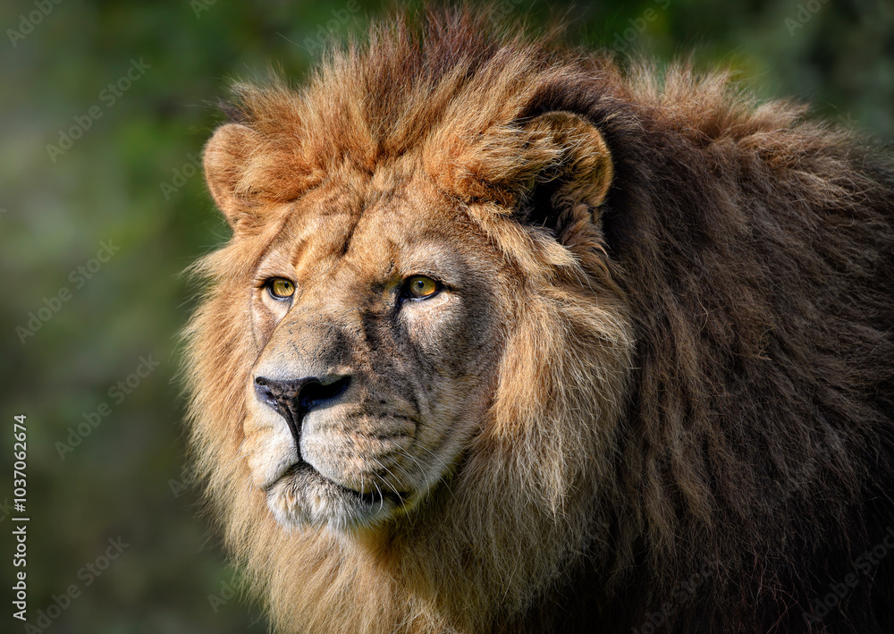 A close up of a Barbary Lion (North African lion, Atlas lion, Egyptian lion) - extinct in wild A close up of a Barbary Lion (North African lion, Atlas lion, Egyptian lion) - extinct in wild