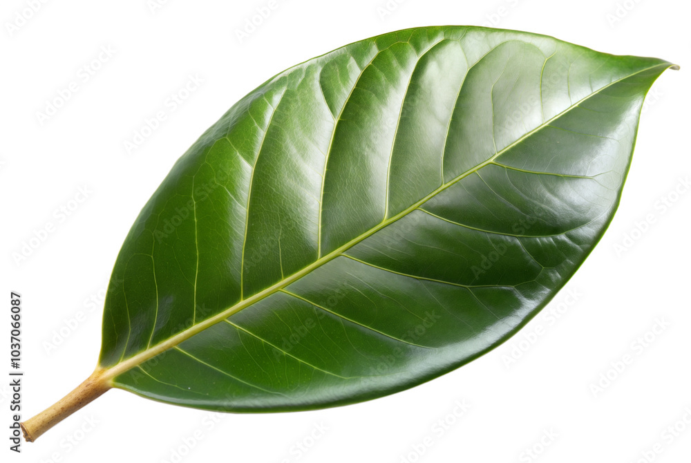 Obraz premium Magnolia Leaf Isolated on White Background