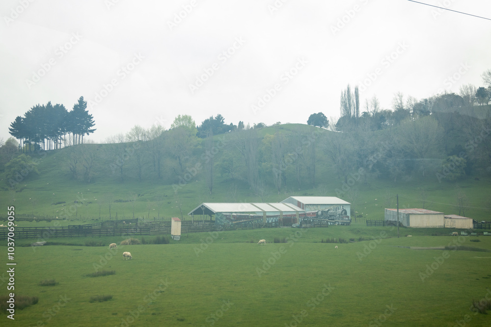 Fototapeta premium Sheep grazing in green field near farm in new zealand