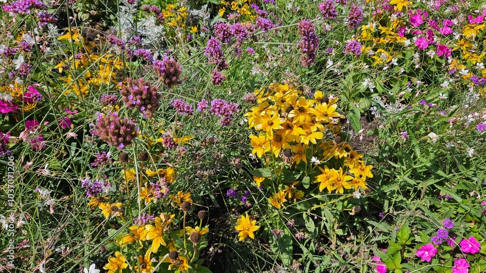 Fototapeta premium Colorful wildflowers blooming in a summer garden