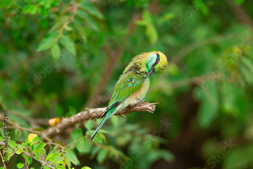 green winged macaw