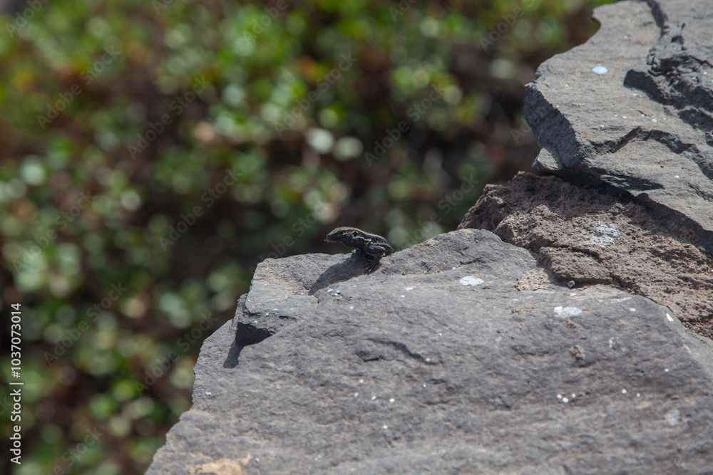 Small lizard sunbathing on a rock in a natural environment Small lizard sunbathing on a rock in a natural environment