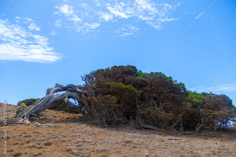Juniper tree surviving strong wind on the coastline Juniper tree surviving strong wind on the coastline