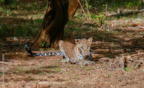 wild leopard cub