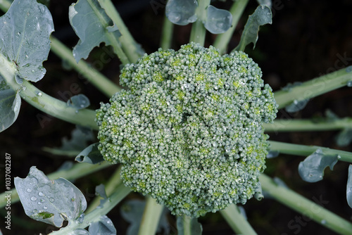 Broccoli growing in open ground, in drops of water after rain. photo