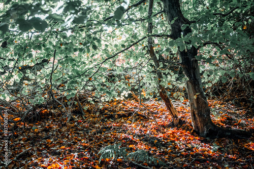 tree in autumn