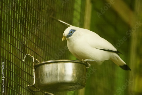 The Bali Starling or Bali Mynah (Leucopsar rothschildi) is a highly endangered bird species in the starling family (Sturnidae). Vogelpark Walsrode, Germany. photo