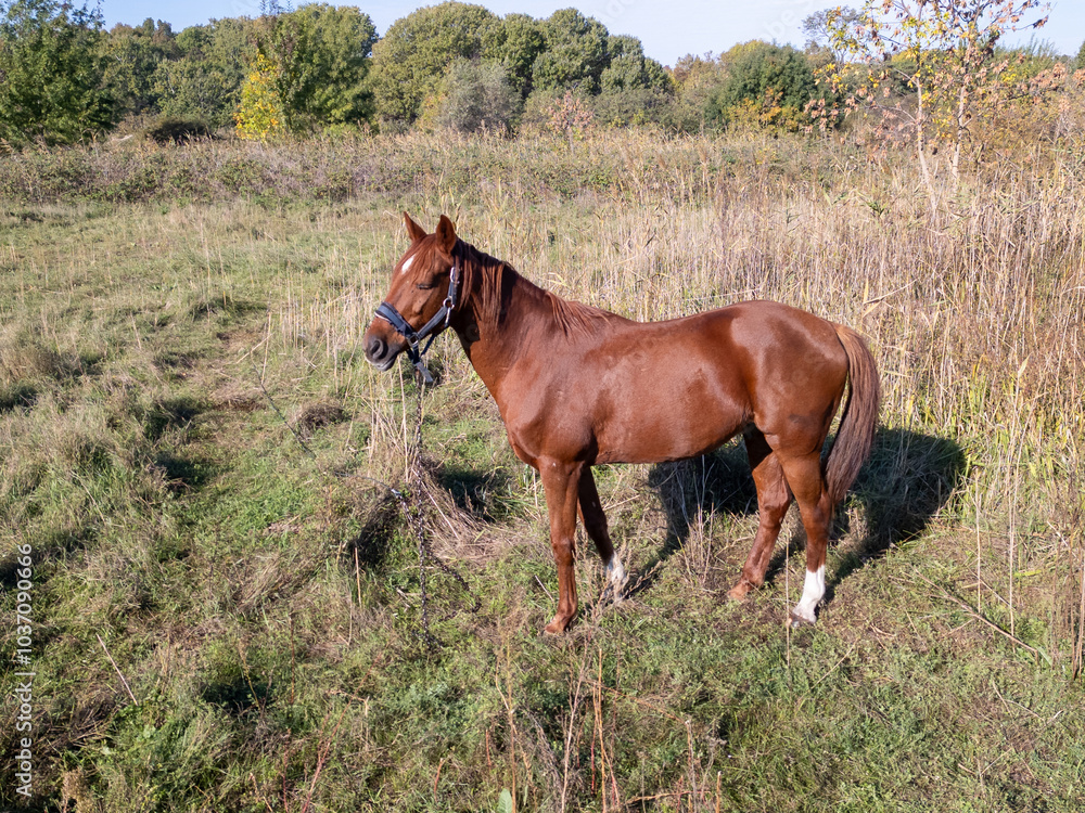 A brown horse grazing in a grassy field, surrounded by patches of green and dry grass, with a peaceful natural landscape in the background, aerial view A brown horse grazing in a grassy field, surrounded by patches of green and dry grass, with a peaceful natural landscape in the background, aerial view